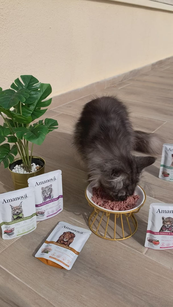 Amanova-umido gatto manzo e pollo eccellenti P14